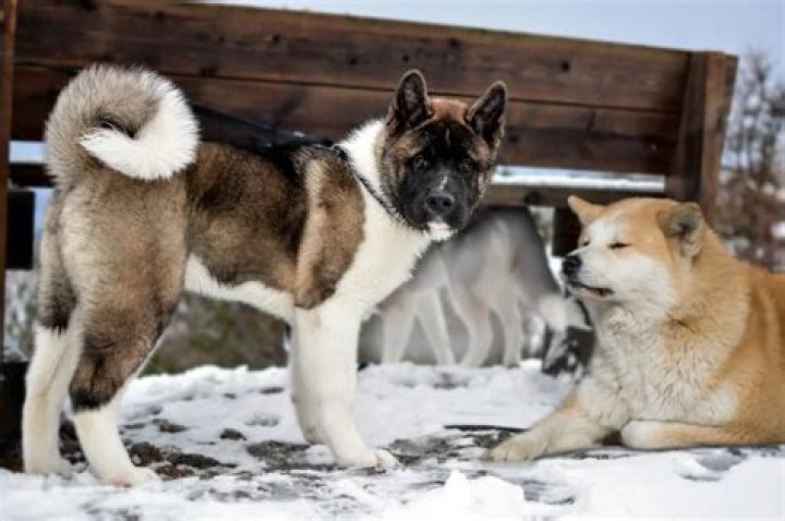 Are Akitas police dogs?