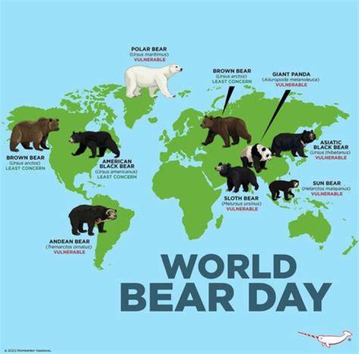 Are bears more active in the rain?