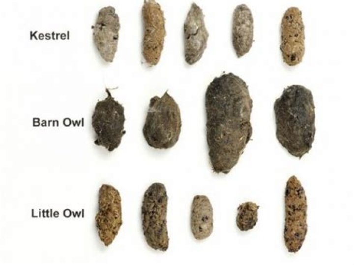 Are owl pellets poop?