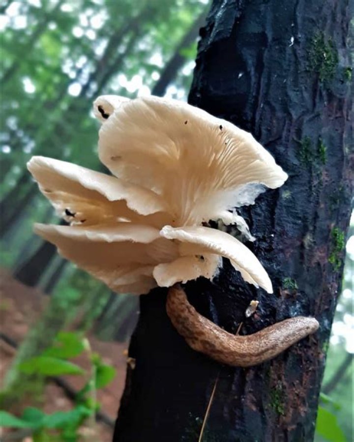 Can you eat wild oyster mushrooms?
