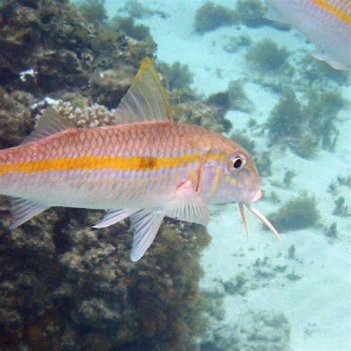 Can you eat Yellowstripe goatfish?
