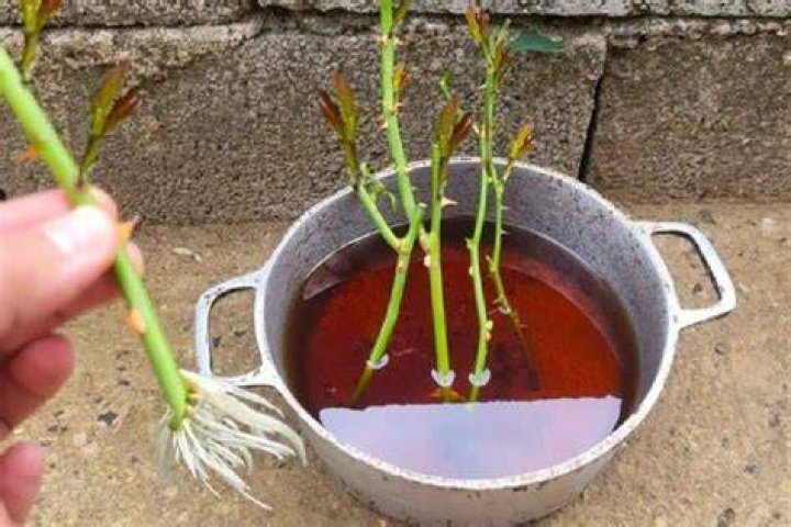 Como fazer mudas de rosas com galhos?