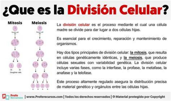 ¿Cuando las celulas se multiplican al dividirse?
