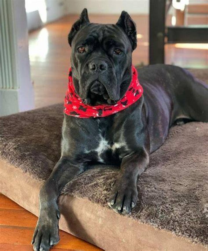 Do cane corsos shed?