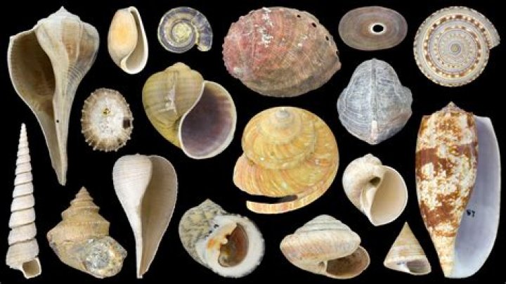 Do mollusks change their shells?