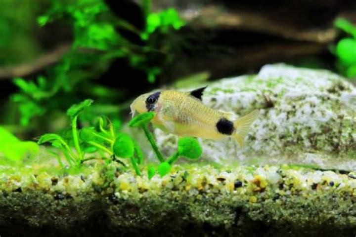 Do pygmy corys eat algae?
