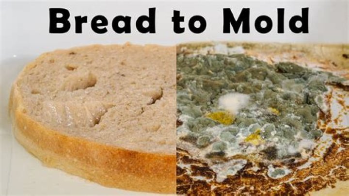Does mold grow faster on wet or dry bread?