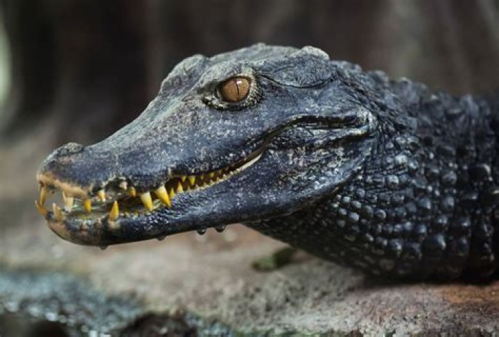 How big do Cuvier's dwarf caimans get?