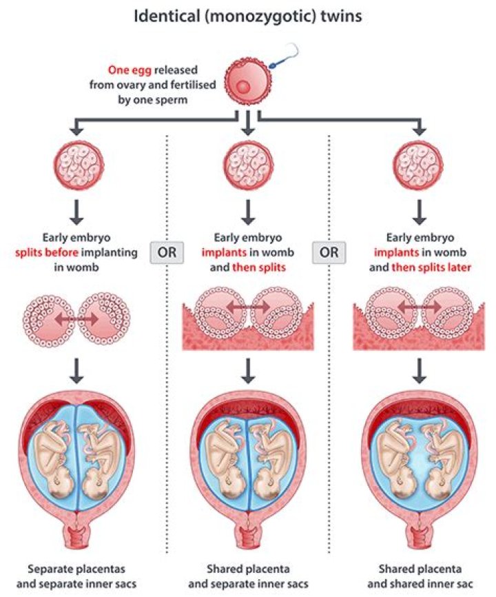 How can I conceive identical twins?