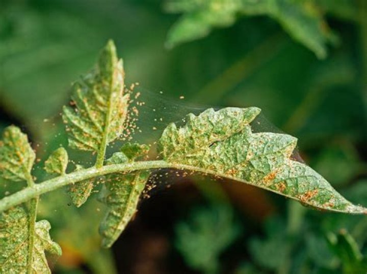 How do I get rid of red mites in my garden?