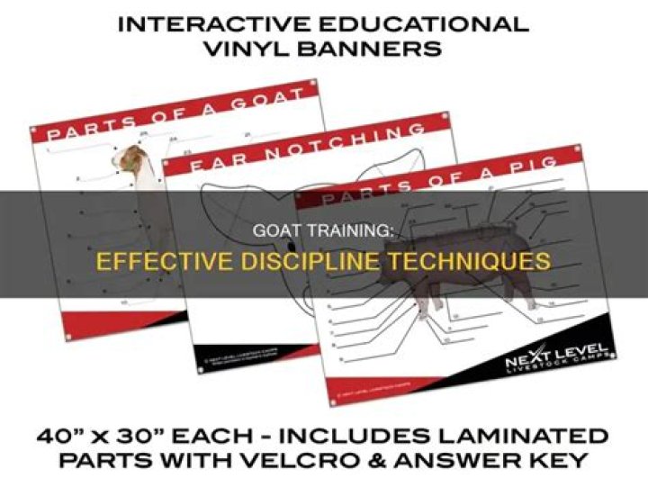 How do you discipline a goat?