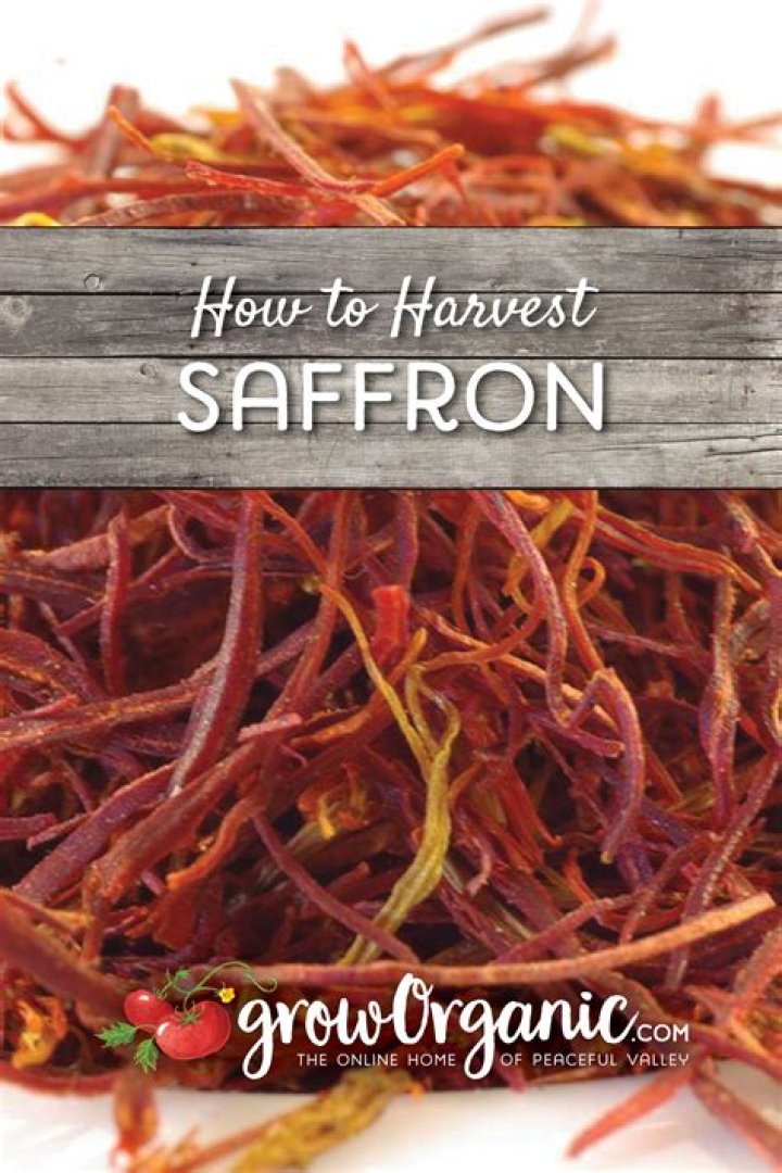 How do you harvest saffron?