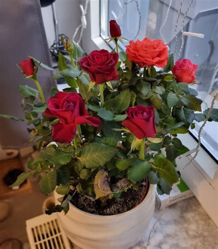 How do you take care of roses in a pot in the winter?