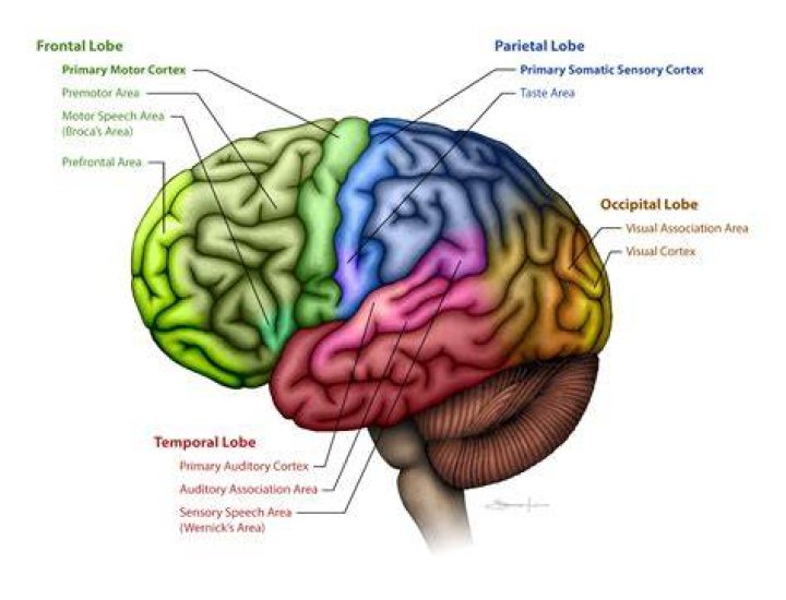 How do you use cerebral in a sentence?