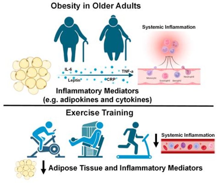 How does culture affect obesity?
