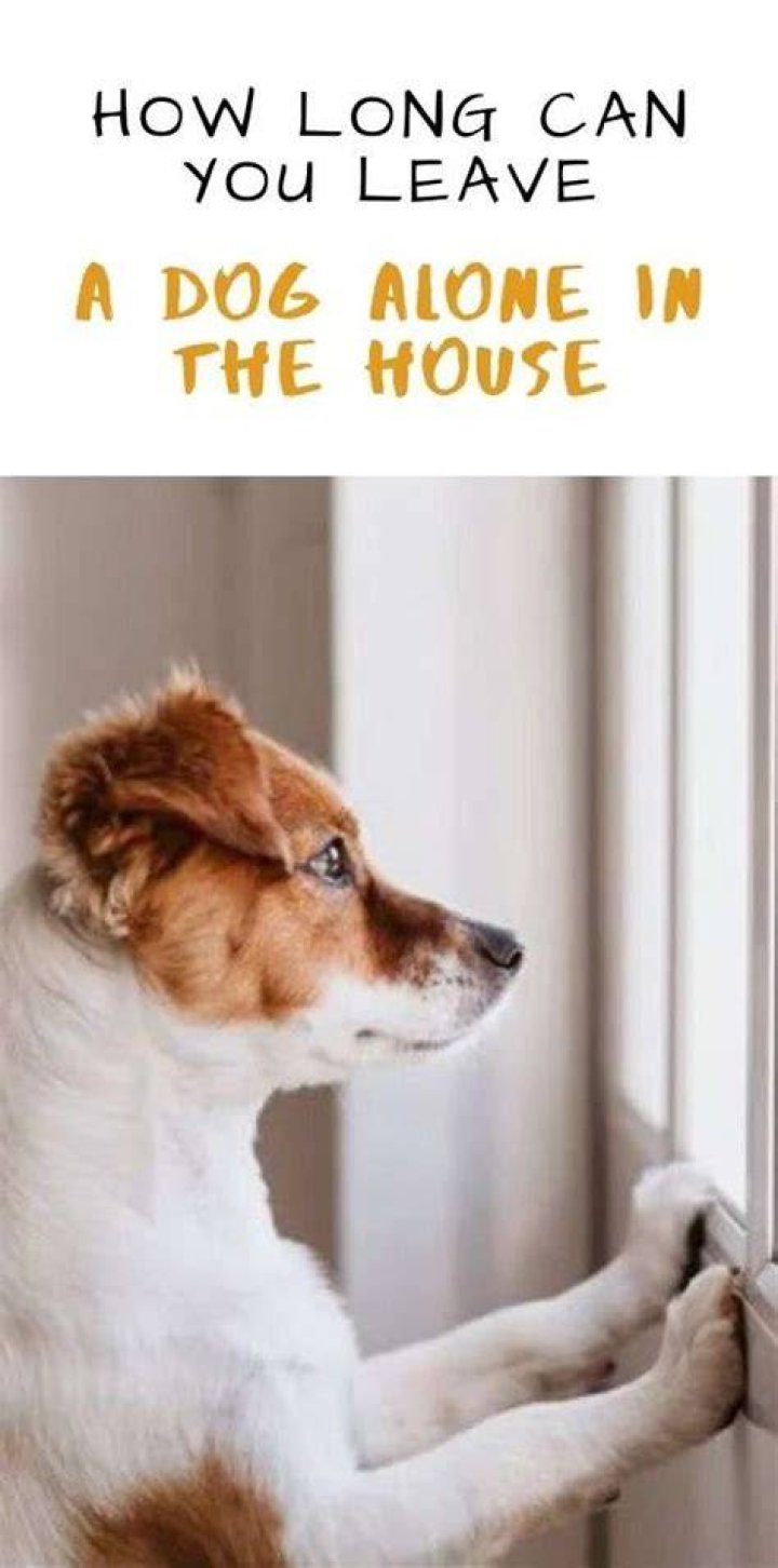 How long can you leave a dog alone in the house?