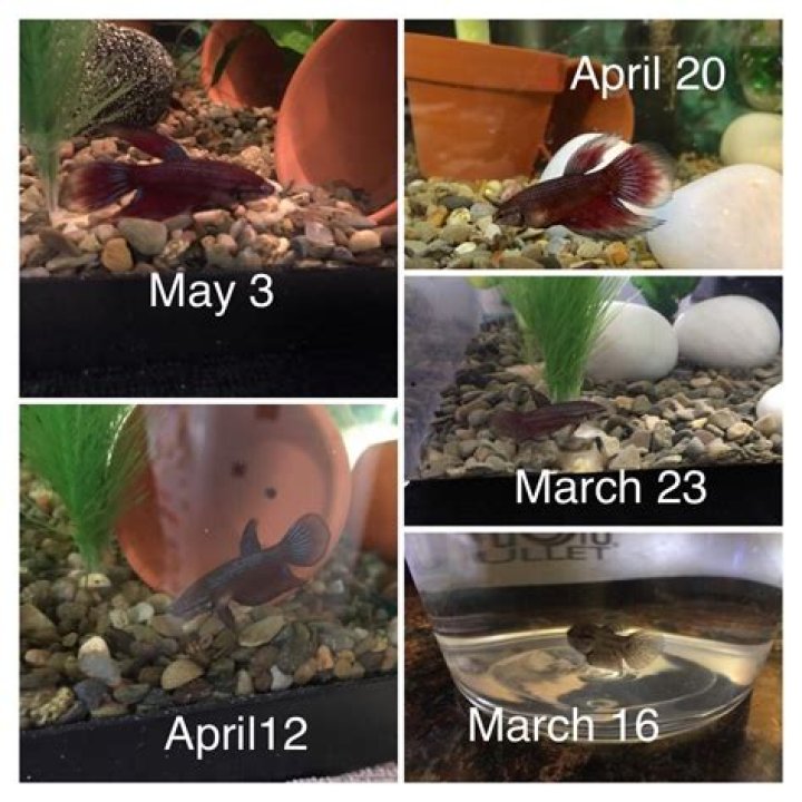 How long does it take baby bettas to grow?