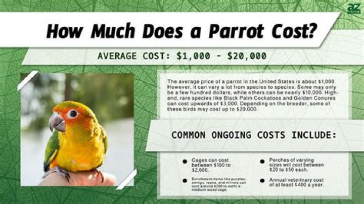 How much does it cost to adopt a conure?