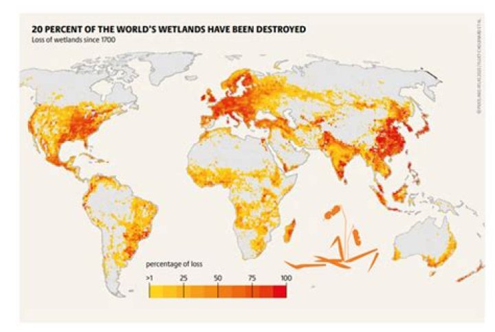 How much of the US wetlands have been destroyed?