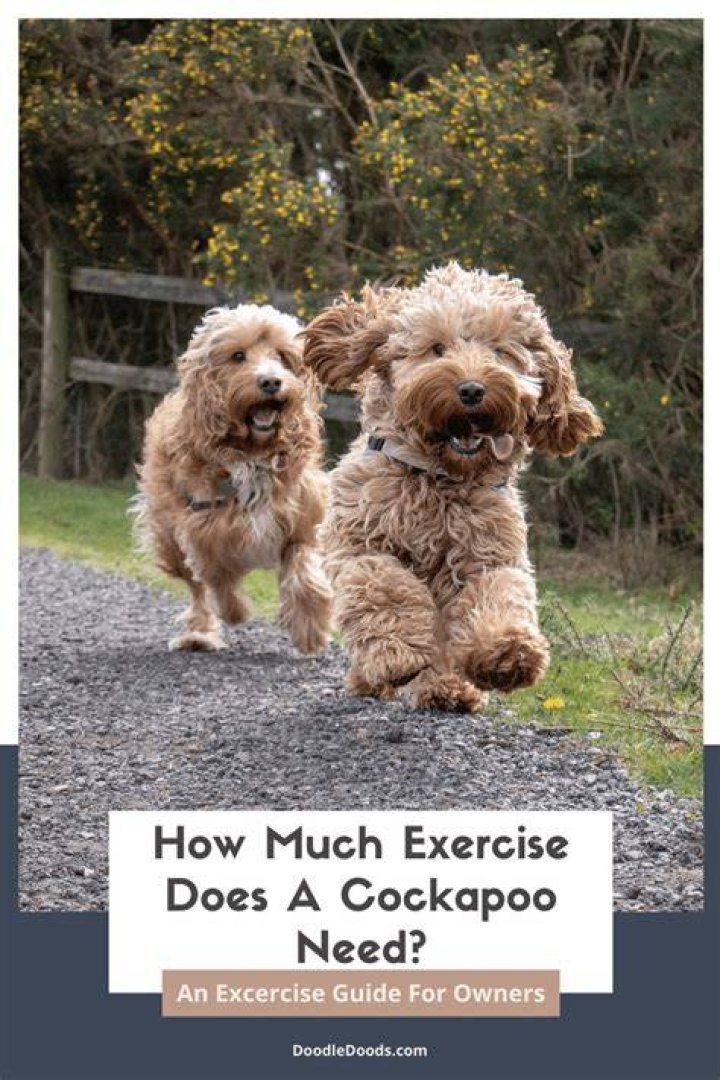 How much space does a cockapoo need?