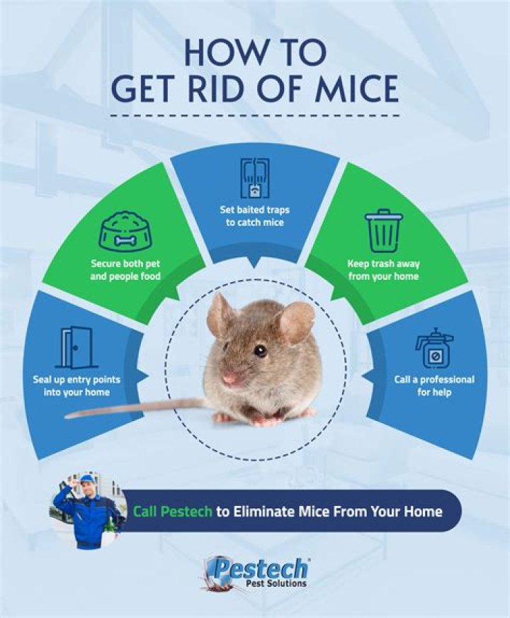 Is it a landlord's responsibility to get rid of mice?