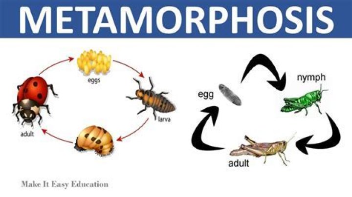 What animal does not go through metamorphosis?