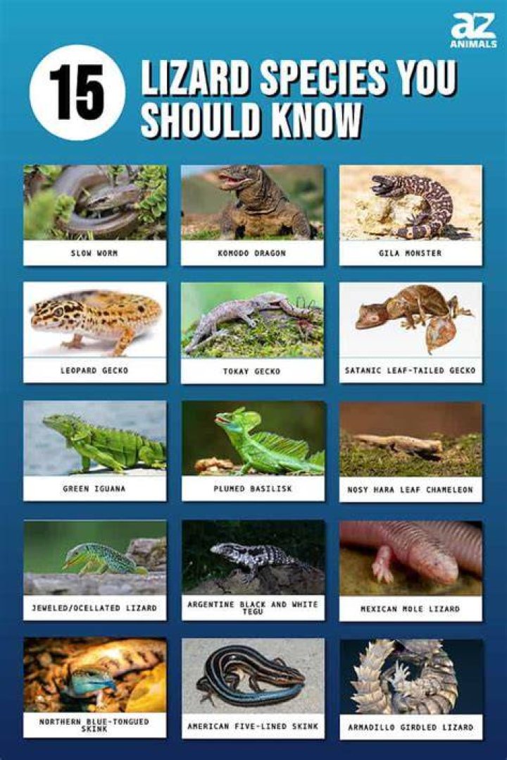 What are lizards classified?