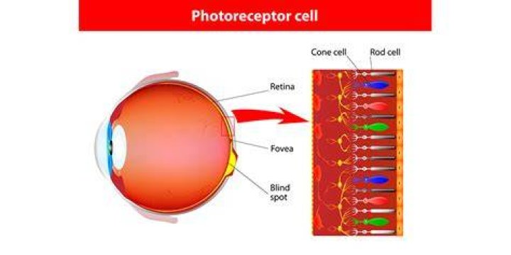 What are the photoreceptors for color vision?
