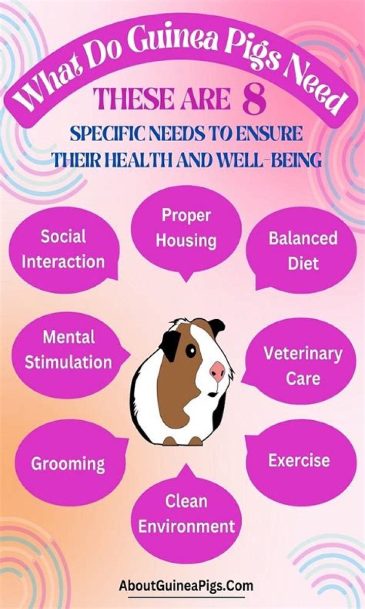 What Enrichment do guinea pigs need?
