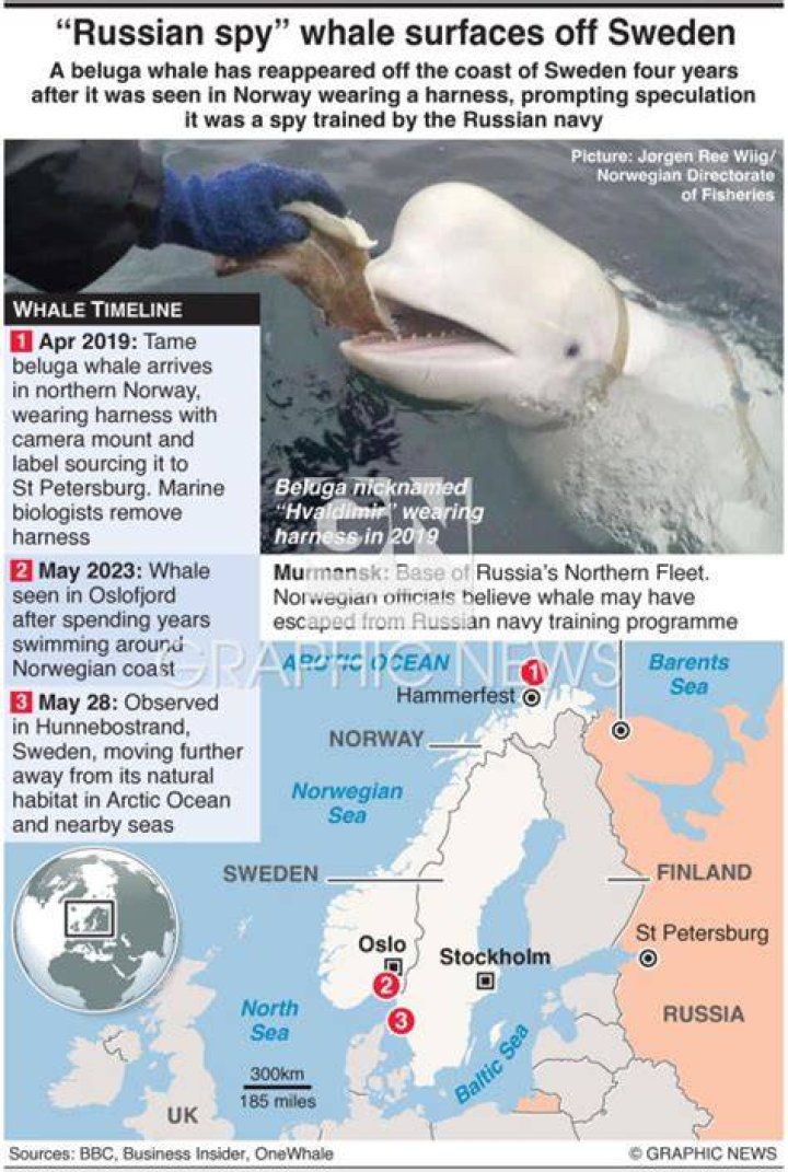 What happened to the Russian spy whale?