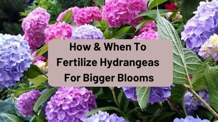 What happens when you fertilize a plant?