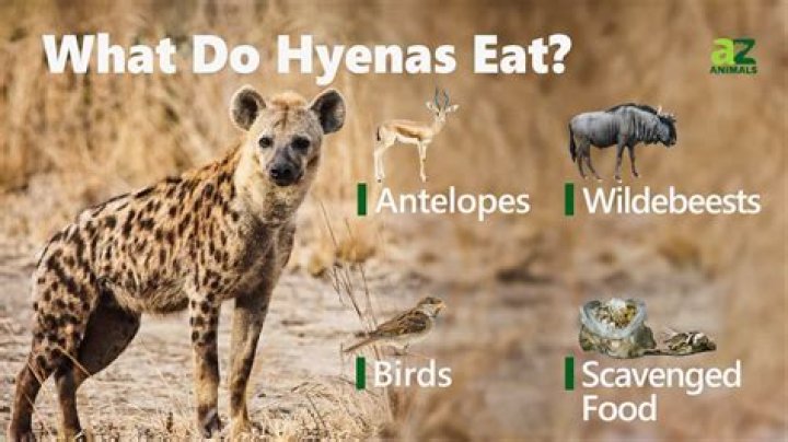What is a spotted hyenas diet?