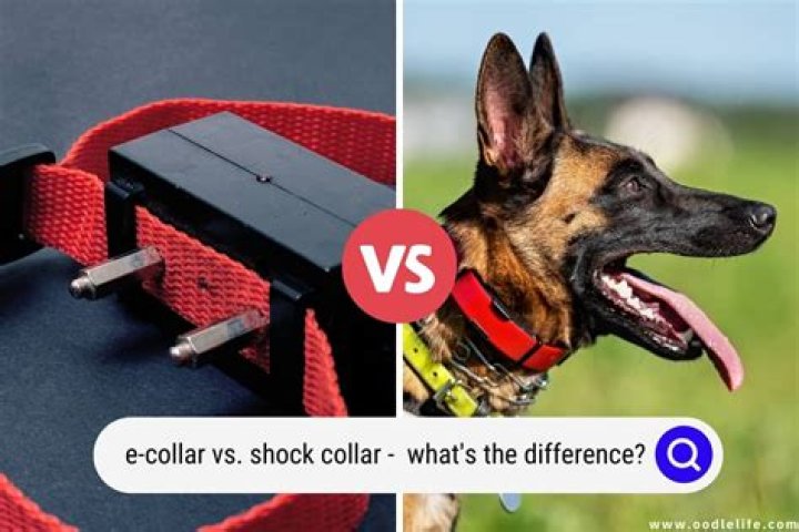 What is the difference between static and shock collar?