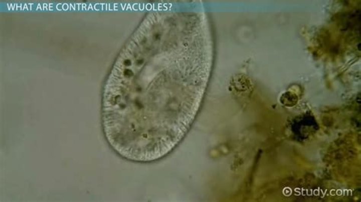 What is the function of the contractile vacuole in protozoa?