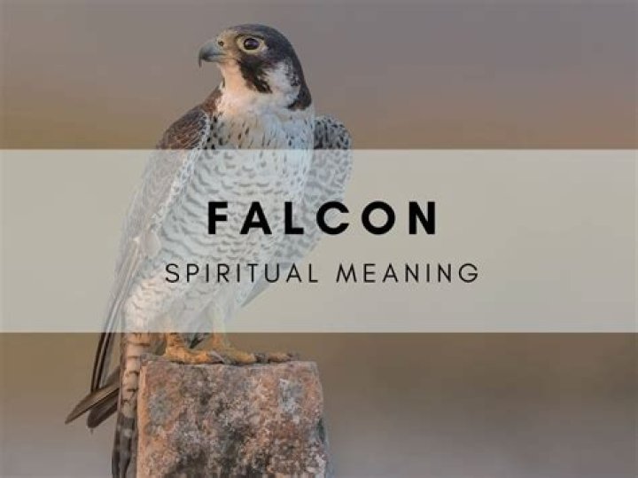 What is the meaning of Falcon bird?