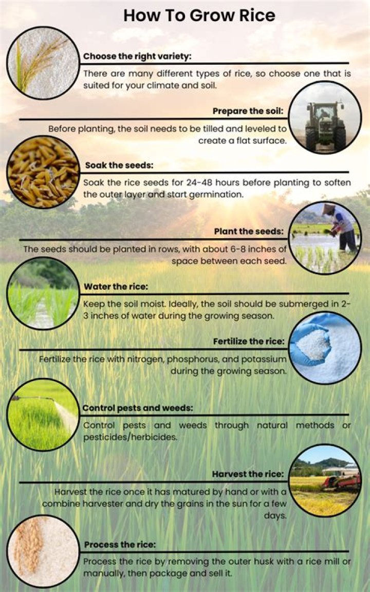 What rice is grown in Kenya?