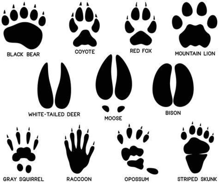 Where is animal tracks located?