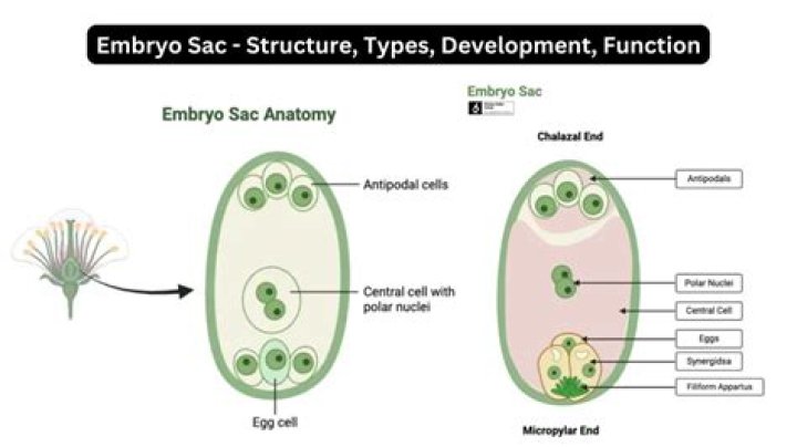 Which is the most common type of embryo sac in angiosperms?