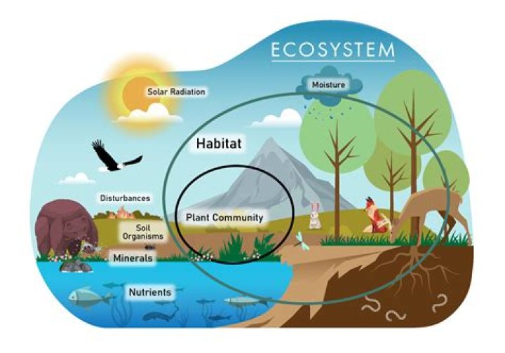 Which is the stable ecosystem?
