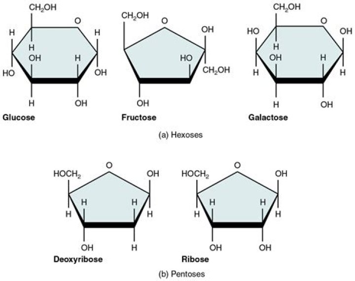 Which type of monomers make up starches?