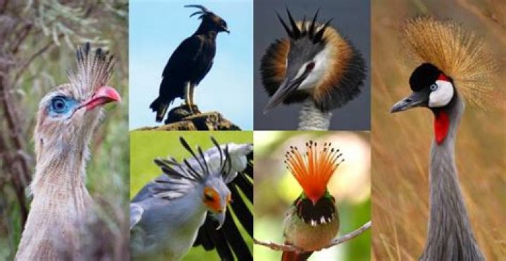 Why do birds raise their head feathers?
