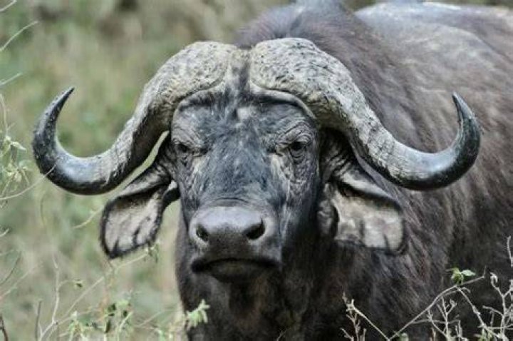 Why is Cape buffalo dangerous?