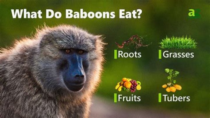 Why was there a baboon in Ad Astra?