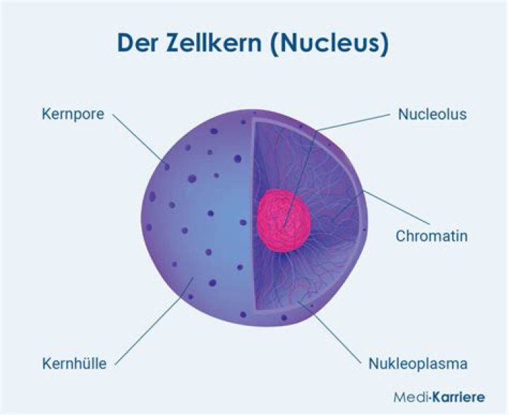 Wie entsteht ein Zellkern?